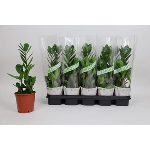 ZAMIO ZAMIIFOLIA