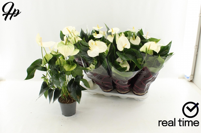 <h4>ANTHU AN COCOS</h4>