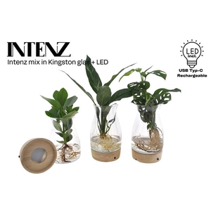 Intenz mix in Kingston glas + LED - levertijd: 24 uur