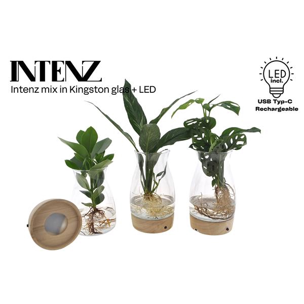 <h4>Intenz mix in Kingston glas + LED - levertijd: 24 uur</h4>
