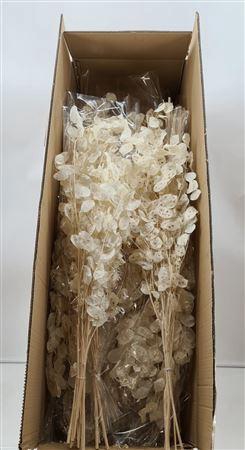 <h4>Dr Lunaria Bleached</h4>