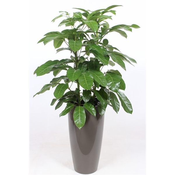 <h4>Schefflera actinophylla 'Amate' in Santorini "taupe"</h4>