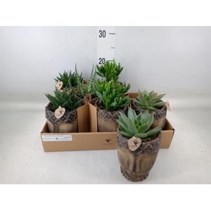 Succulents   ...mix 3