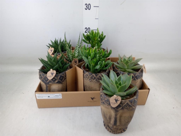 <h4>Succulents   ...mix 3</h4>