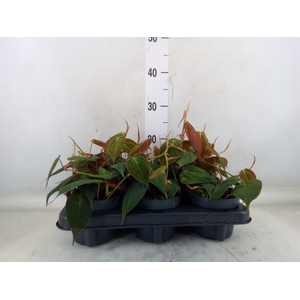 Philodendron scand. subsp. micans
