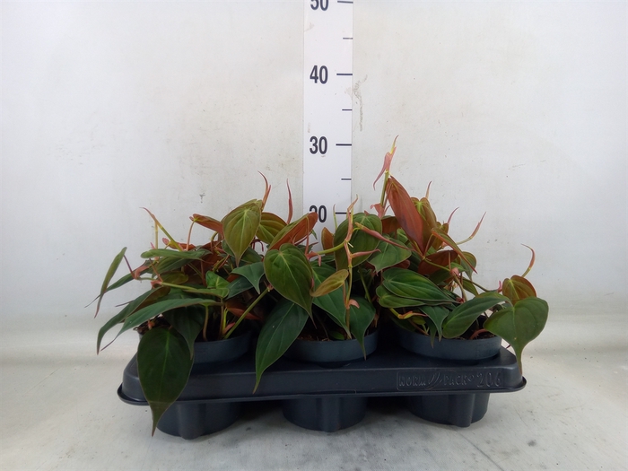 <h4>Philodendron scand. subsp. micans</h4>