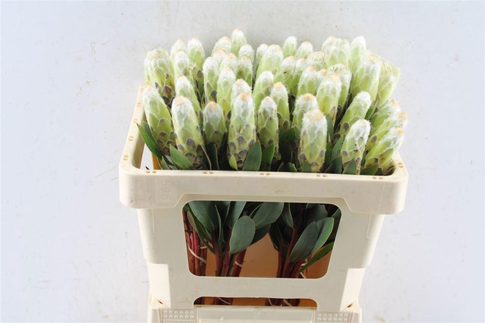 <h4>PROTEA MUNDII</h4>