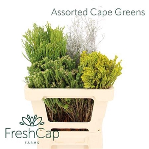 Assorted Cape Greens Box
