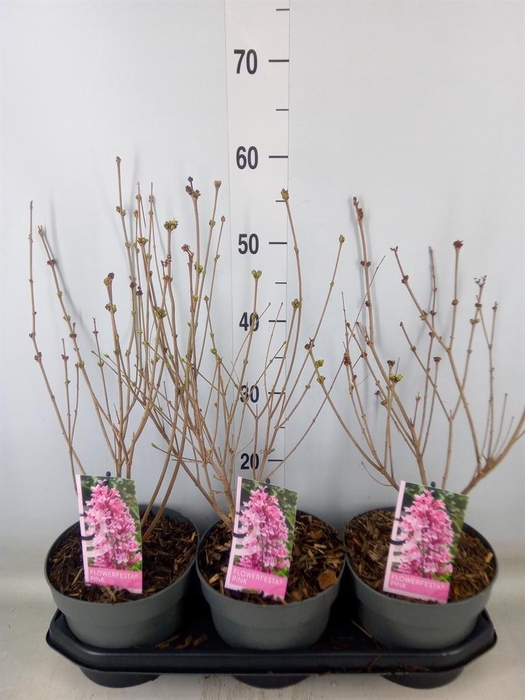 <h4>Syringa   ...</h4>