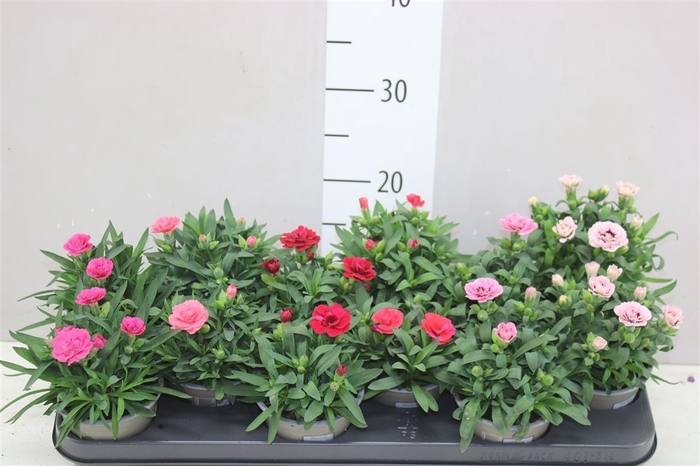 <h4>Dianthus Gemengd</h4>