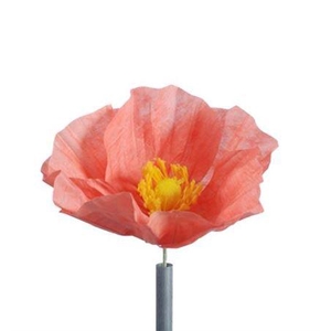 Stem Poppy Flower L30w30h35