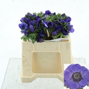 ANEM CO MIS + D BLUE