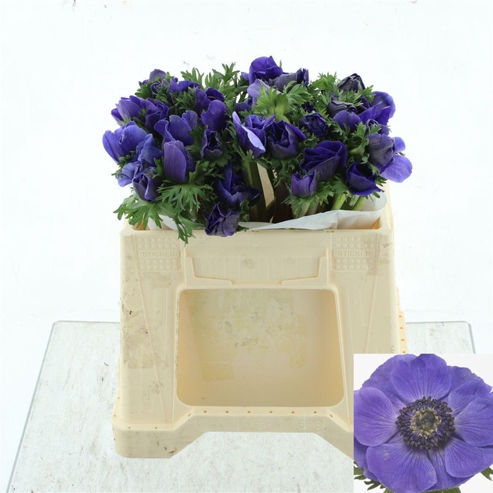 <h4>ANEM CO MIS + D BLUE</h4>