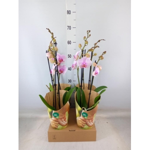 Phalaenopsis   ...rose