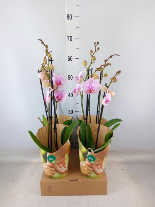 <h4>Phalaenopsis   ...rose</h4>