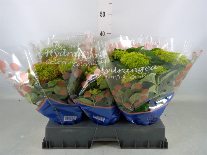 <h4>Hydrangea mac. 'Hi Fire'</h4>