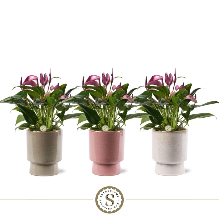 <h4>Toulouse Keramiek Zizou</h4>