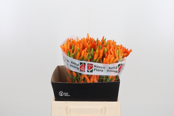 <h4>Caps Orange Fire</h4>