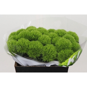 Dianthus Br Kiwi Mellow XXL