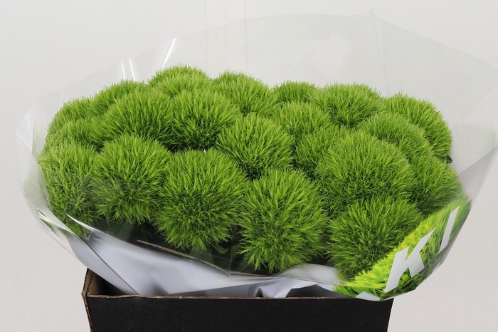 <h4>Dianthus Br Kiwi Mellow XXL</h4>