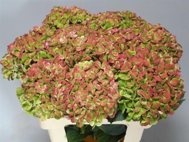 <h4>Hydr M Mag Coral Cl</h4>