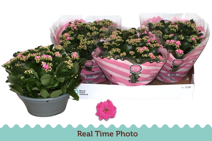 <h4>KAL GE NANDO PINK</h4>