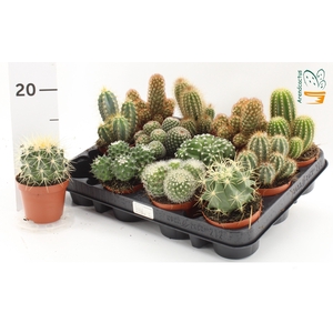 CACTUS GEM