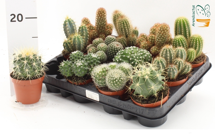 <h4>CACTUS GEM</h4>