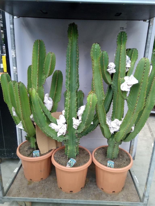 <h4>Euphorbia ingens</h4>