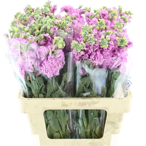 Matthiola Incana Rose Pink