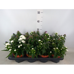 Aster n-b 'MysLady' .mix /p