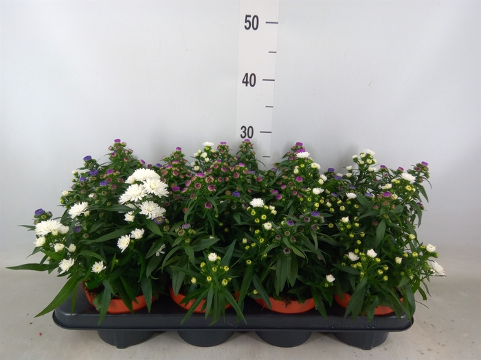 <h4>Aster n-b 'MysLady' .mix /p</h4>