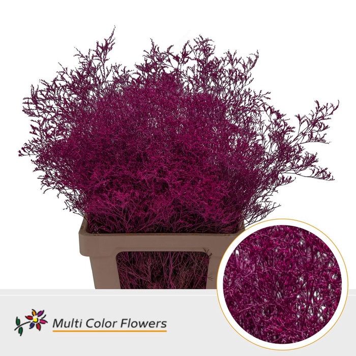 <h4>Limonium Beltlaard Erica</h4>