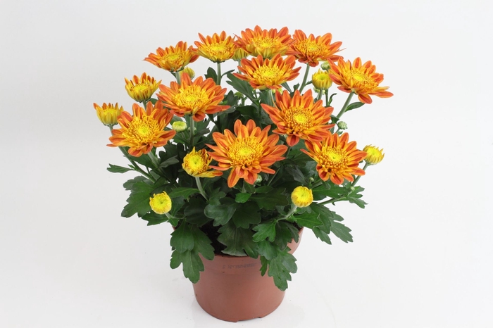 <h4>Chrysanthemum Artistic Pomona</h4>