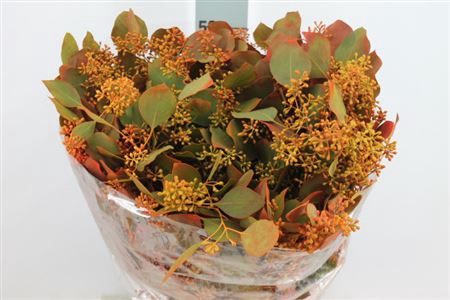 <h4>Euca Populus Bes Klb Herfst Kort 180 Gram</h4>