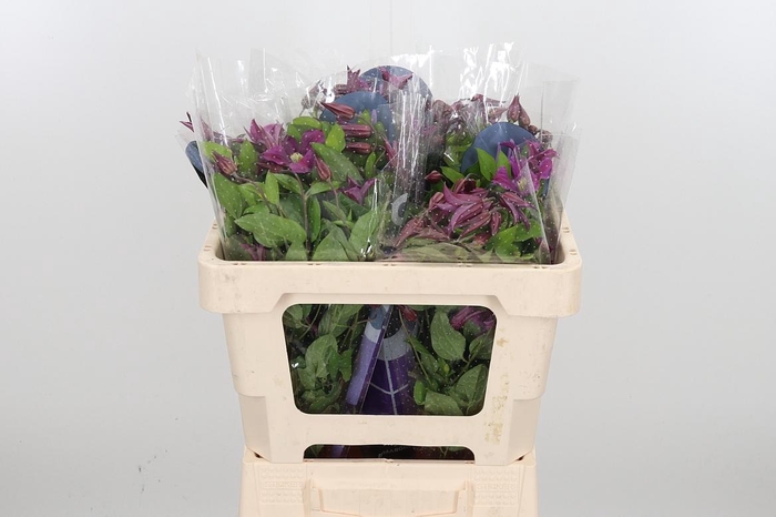 <h4>Clem Amazing Kyiv</h4>