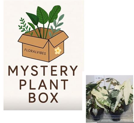<h4>Mystery Box 1x24 Value 100 Euro</h4>