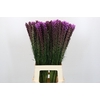 Liatris Callilepis