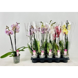 PHAL GEM