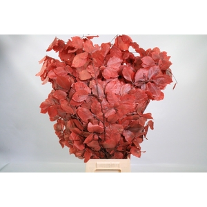 Faggio Preserved EX Red (beech,beuk