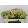 Kaaps Groen Lanug. White