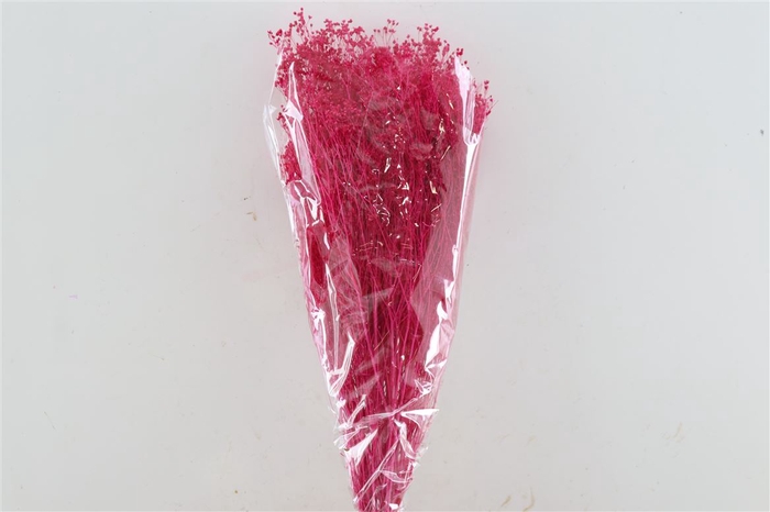 <h4>Dried Brooms Fuchsia Bunch</h4>