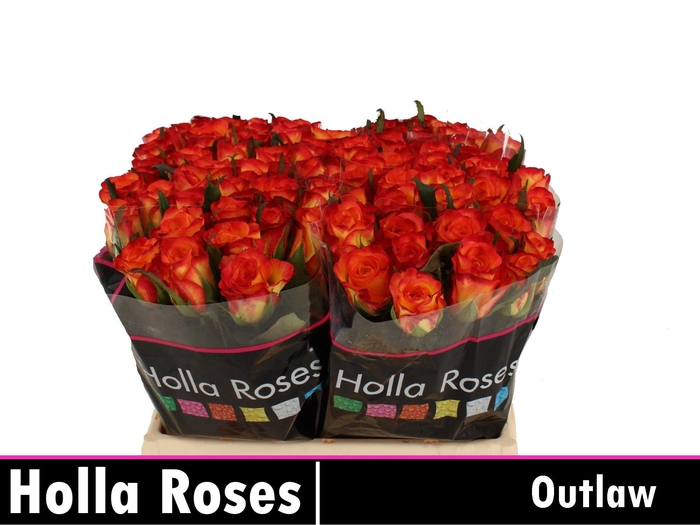 <h4>R GR OUTLAW!</h4>