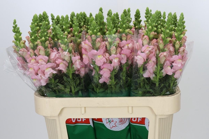 <h4>Antirrhinum Avignon Pink</h4>