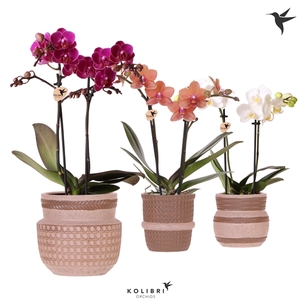 Kolibri Orchids Phalaenopsis mix 2 spike in Ethnic pot sand mix