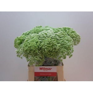 AMMI VISNAGA