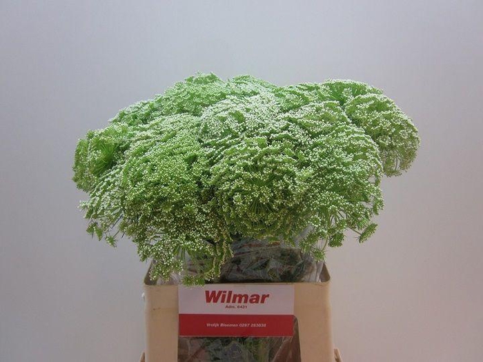 <h4>!! PROMO !! AMMI VISNAGA</h4>