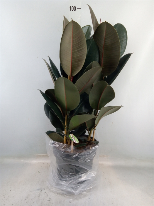 <h4>Ficus elastica 'Abidjan'</h4>