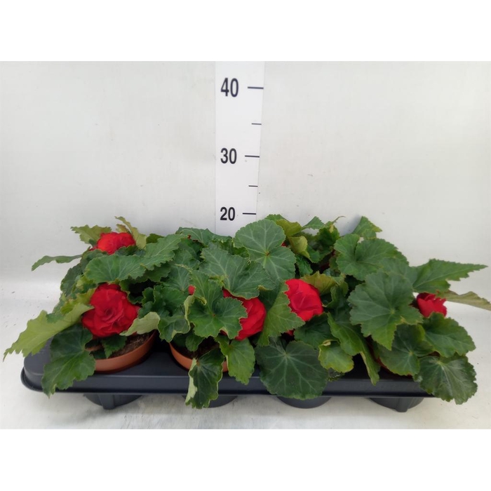 <h4>Begonia tuber. 'Tenella Scarlet'</h4>