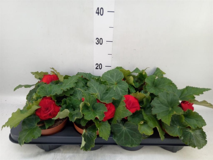 Begonia tuber. 'Tenella Scarlet'